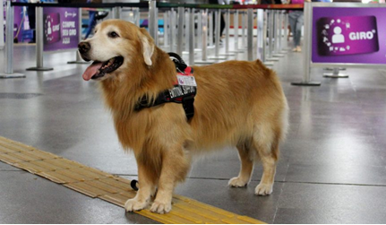 El metro de Río de Janeiro otorga el primer permiso en Brasil para el desplazamiento de un perro de soporte emocional en el sistema